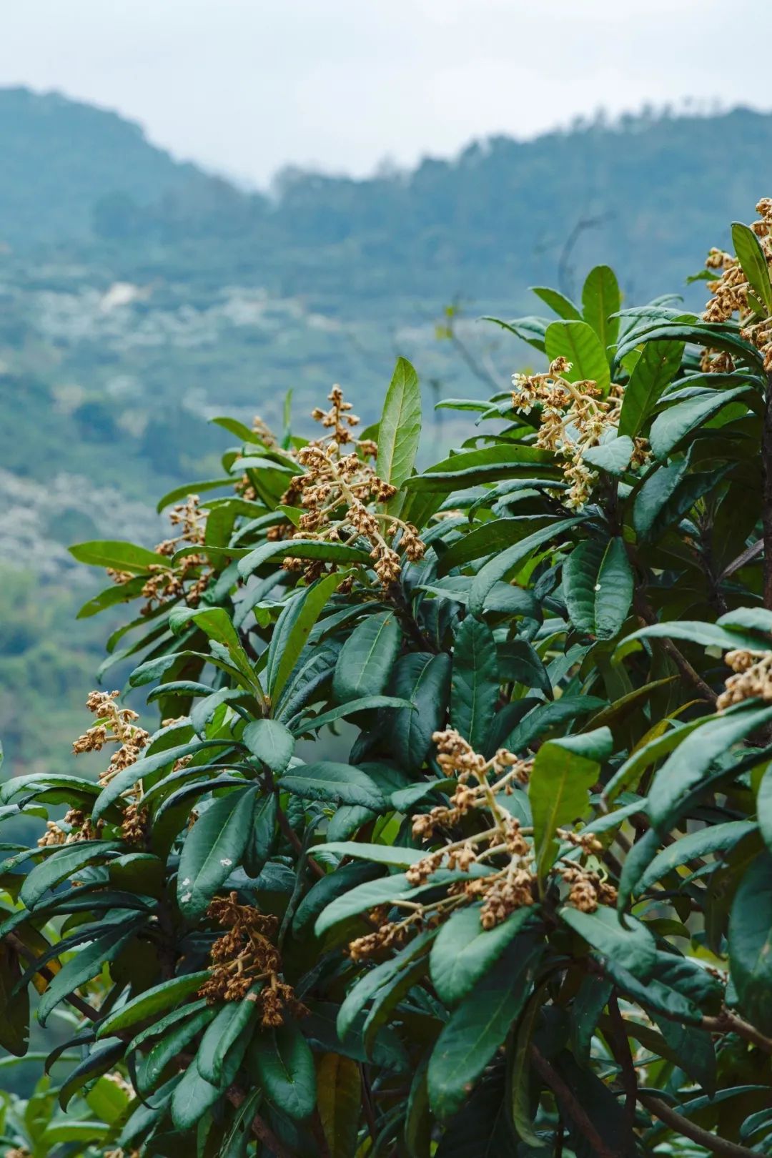 Image related to How Sweet Is China's First Fruit of Early Summer?