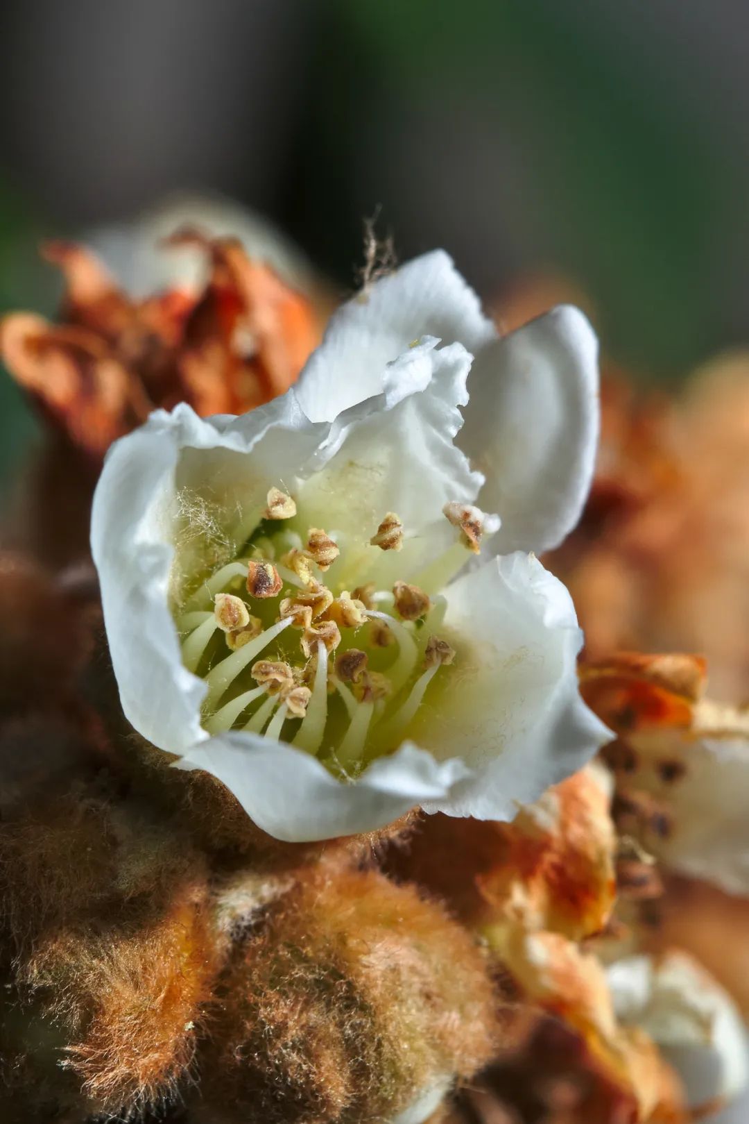 Image related to How Sweet Is China's First Fruit of Early Summer?