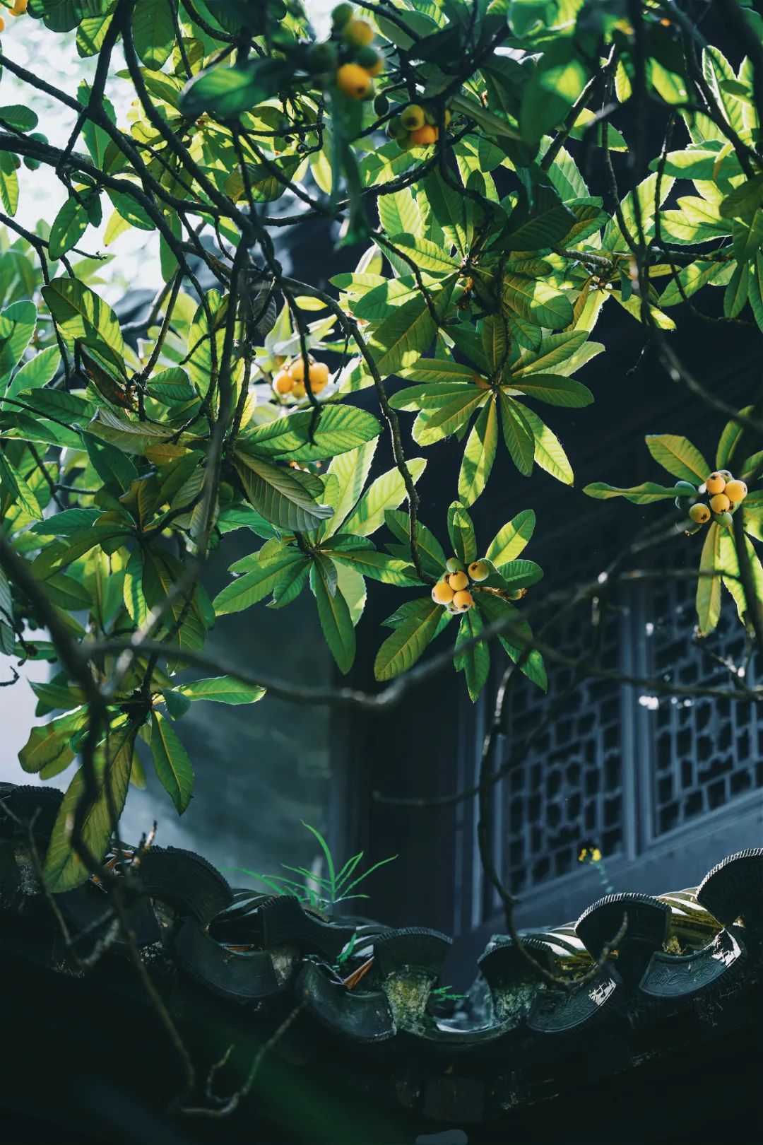 Image related to How Sweet Is China's First Fruit of Early Summer?