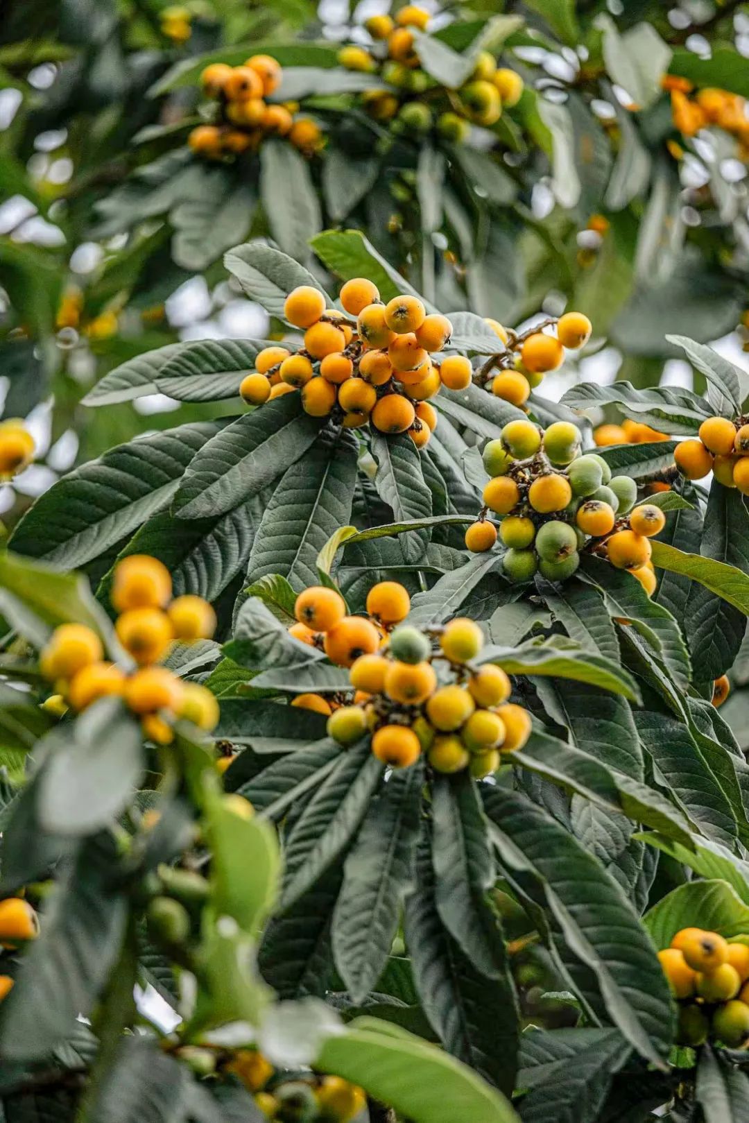 Image related to How Sweet Is China's First Fruit of Early Summer?