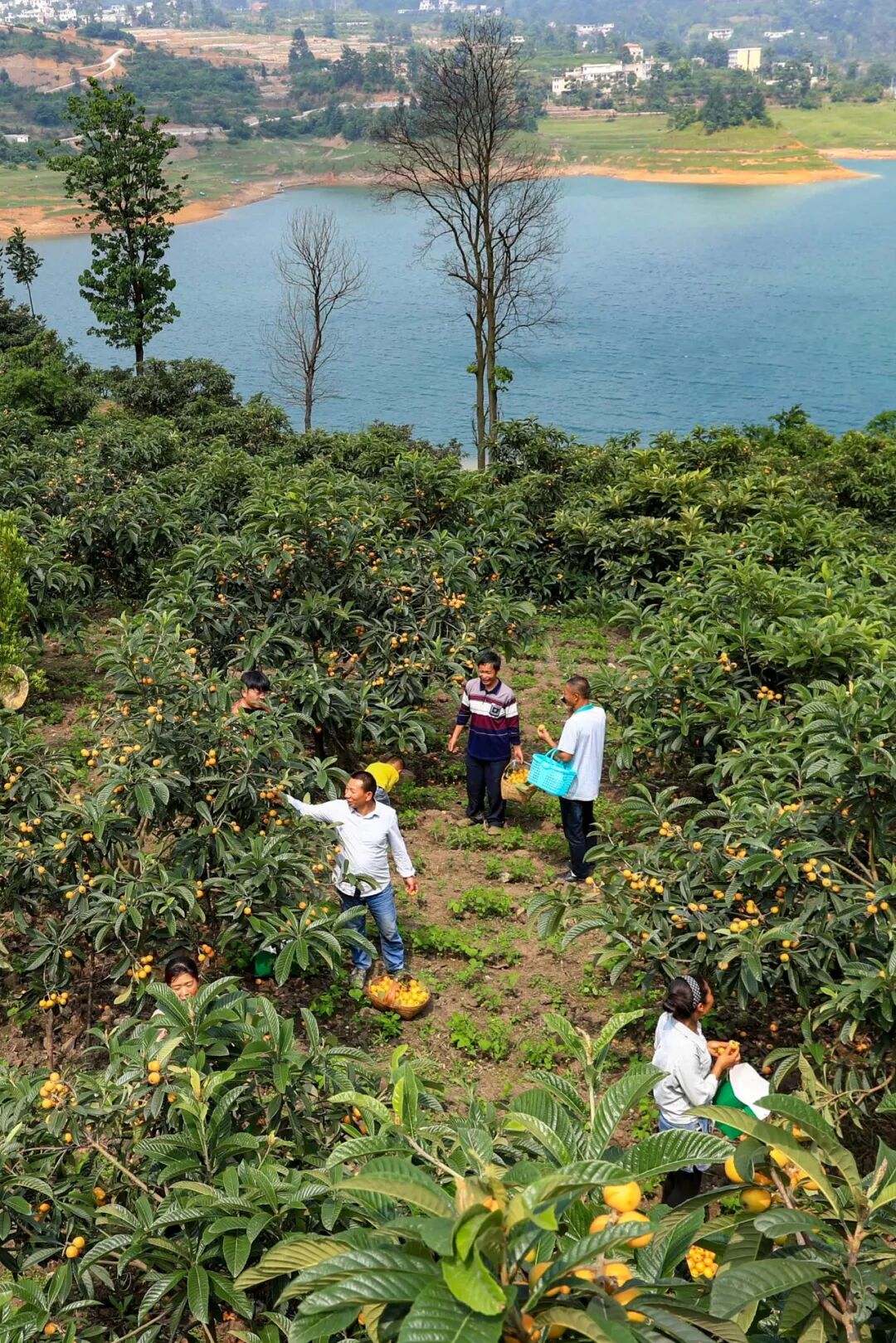 Image related to How Sweet Is China's First Fruit of Early Summer?