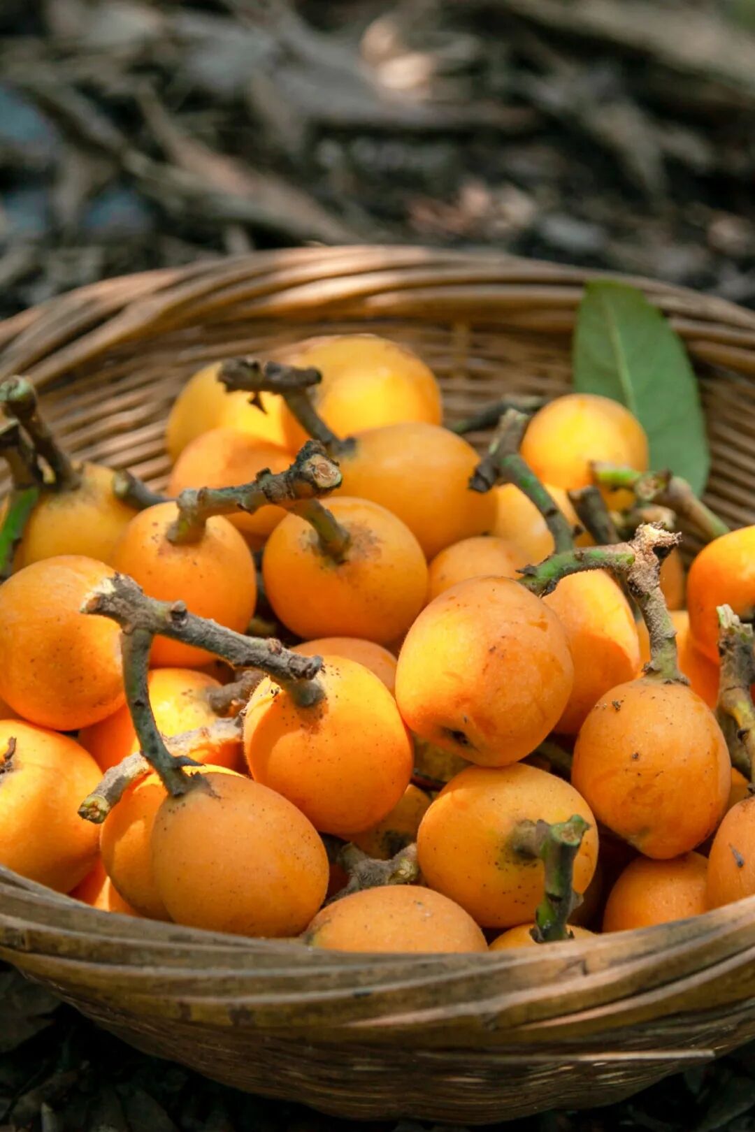 Image related to How Sweet Is China's First Fruit of Early Summer?