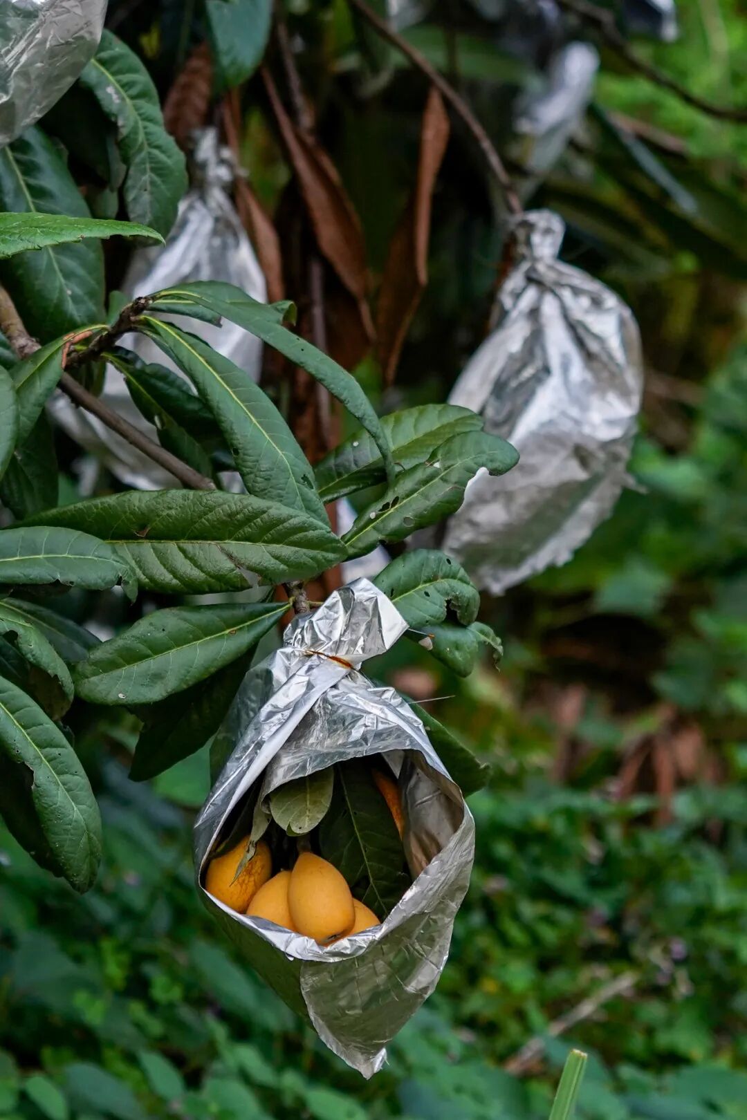 Image related to How Sweet Is China's First Fruit of Early Summer?