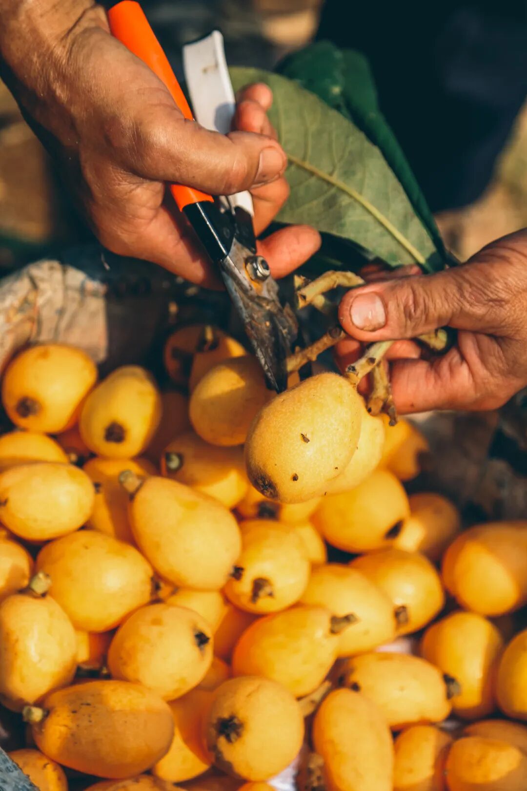 Image related to How Sweet Is China's First Fruit of Early Summer?