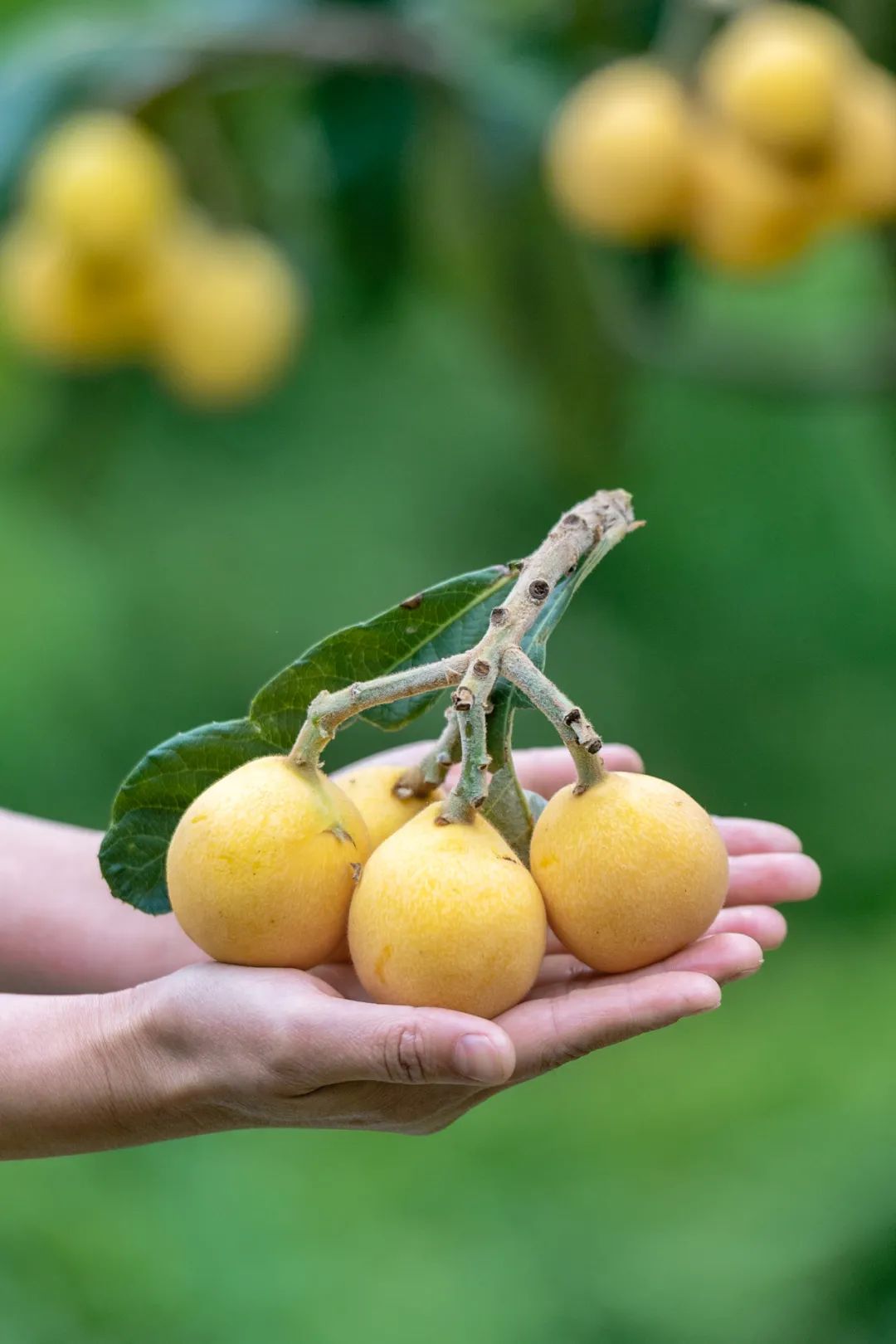 Image related to How Sweet Is China's First Fruit of Early Summer?