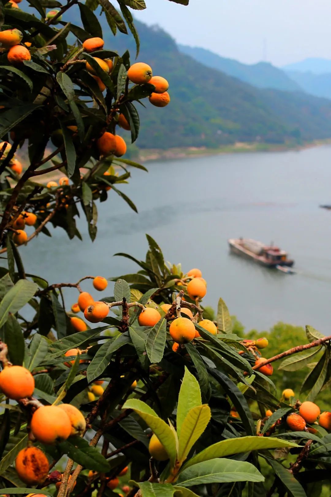 Image related to How Sweet Is China's First Fruit of Early Summer?