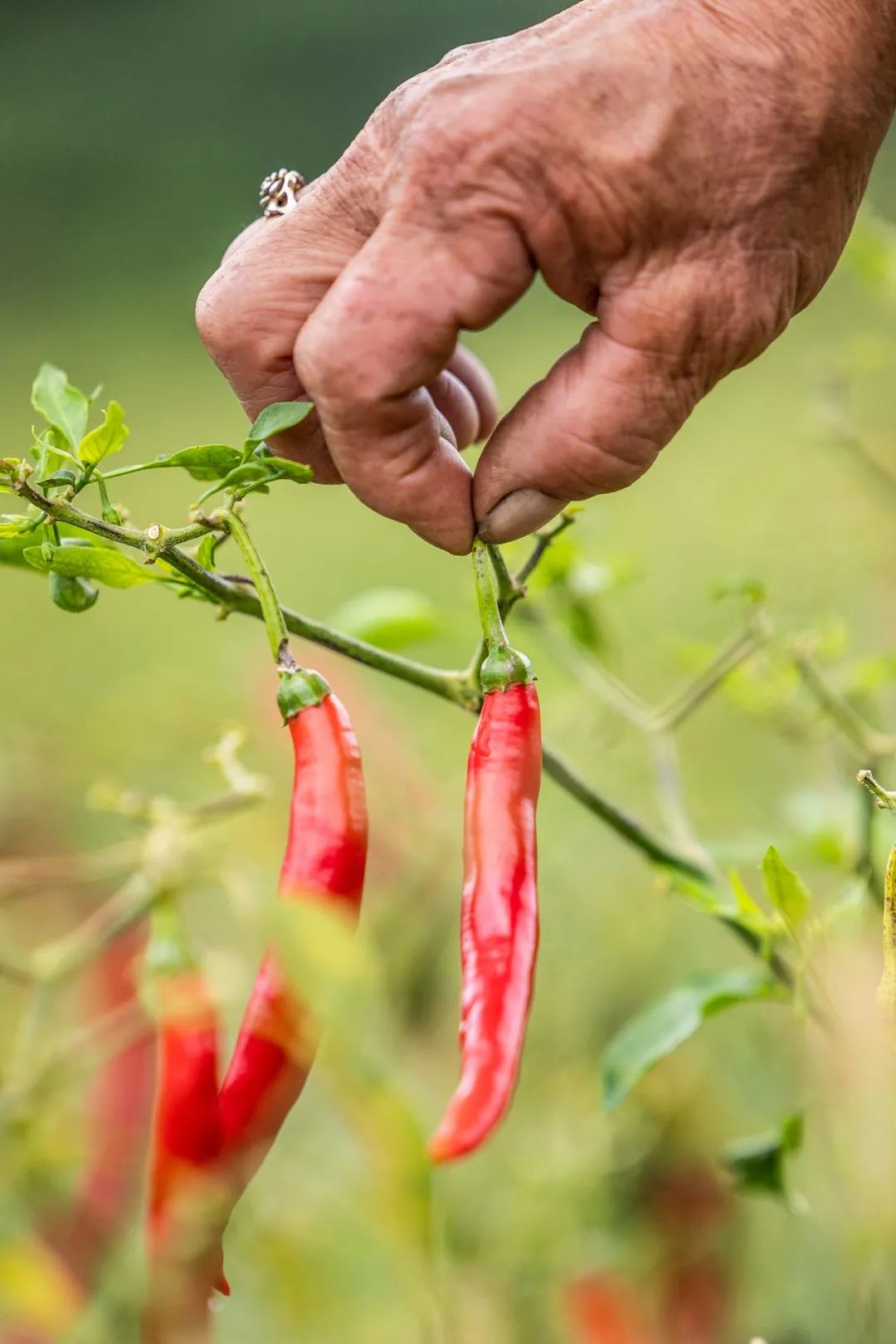 Image related to China's First Chili-Loving Province: A Year of Nonstop Fiery Delights!