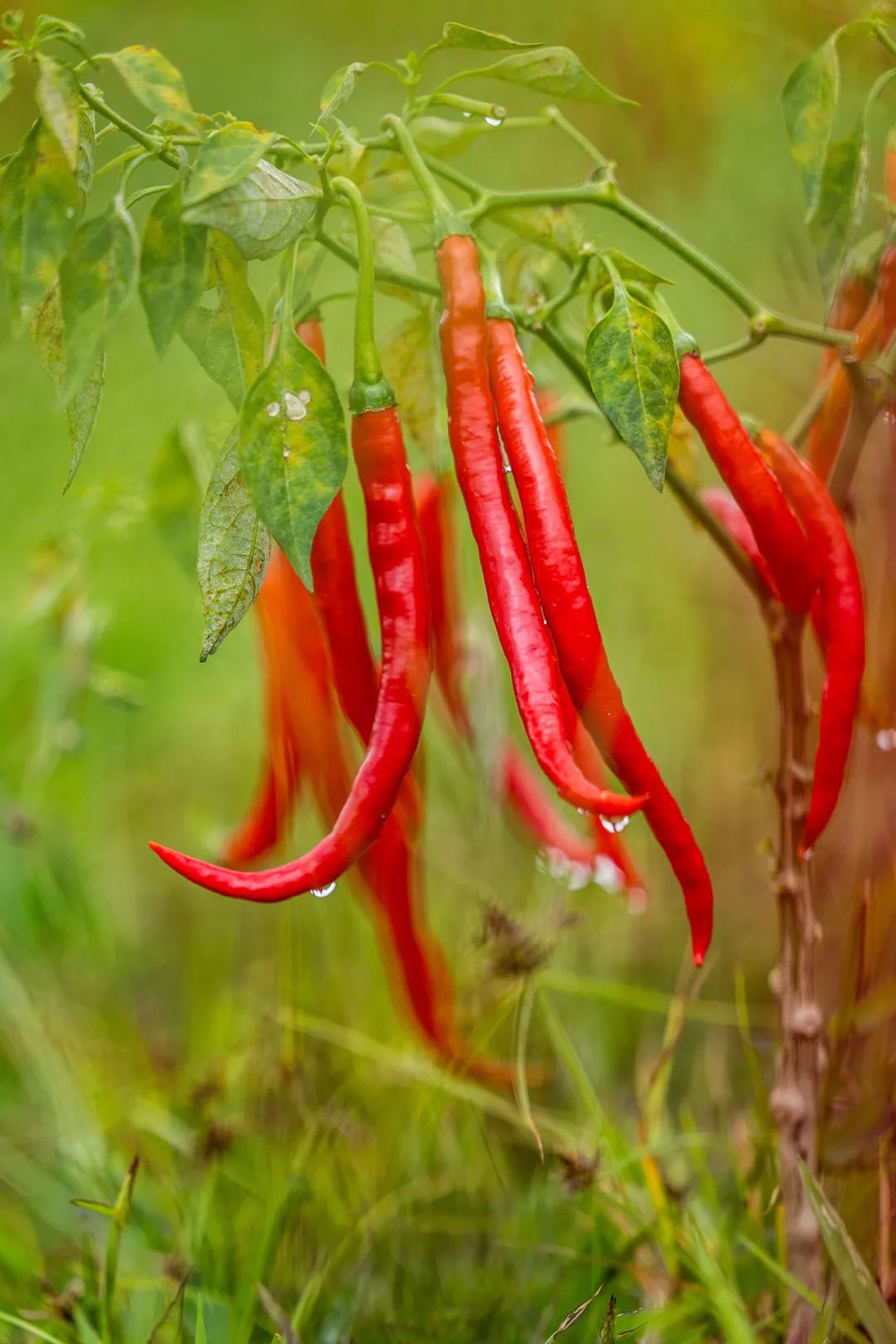 Image related to China's First Chili-Loving Province: A Year of Nonstop Fiery Delights!