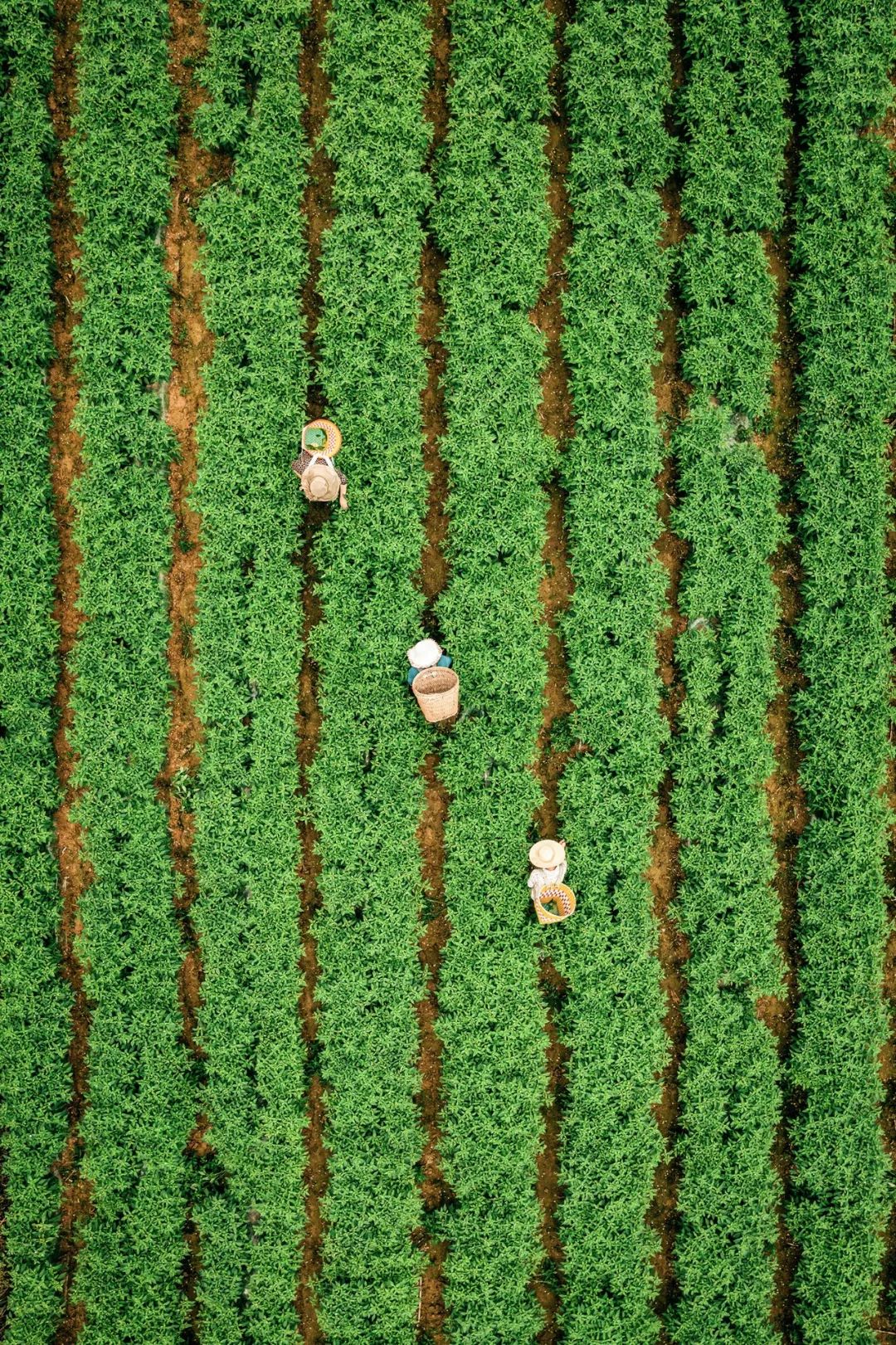 Image related to China's First Chili-Loving Province: A Year of Nonstop Fiery Delights!