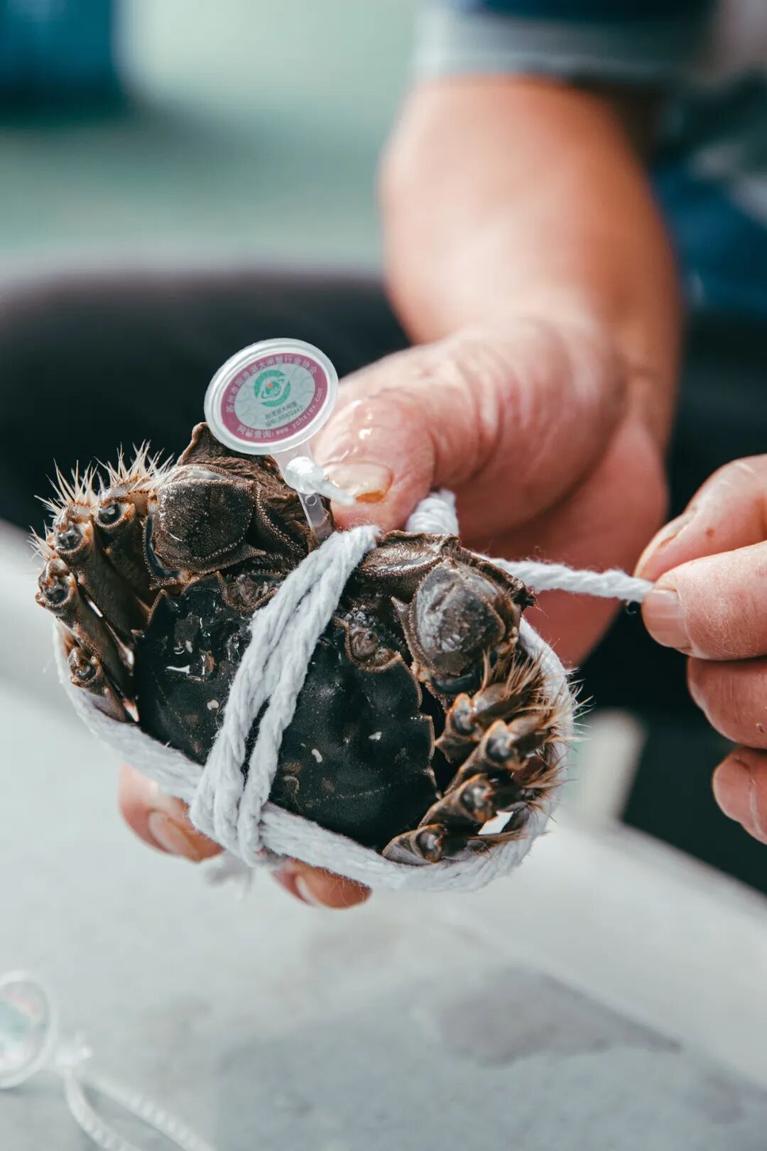Image related to How Amazing Is Jiangsu's Crab Farming Industry?