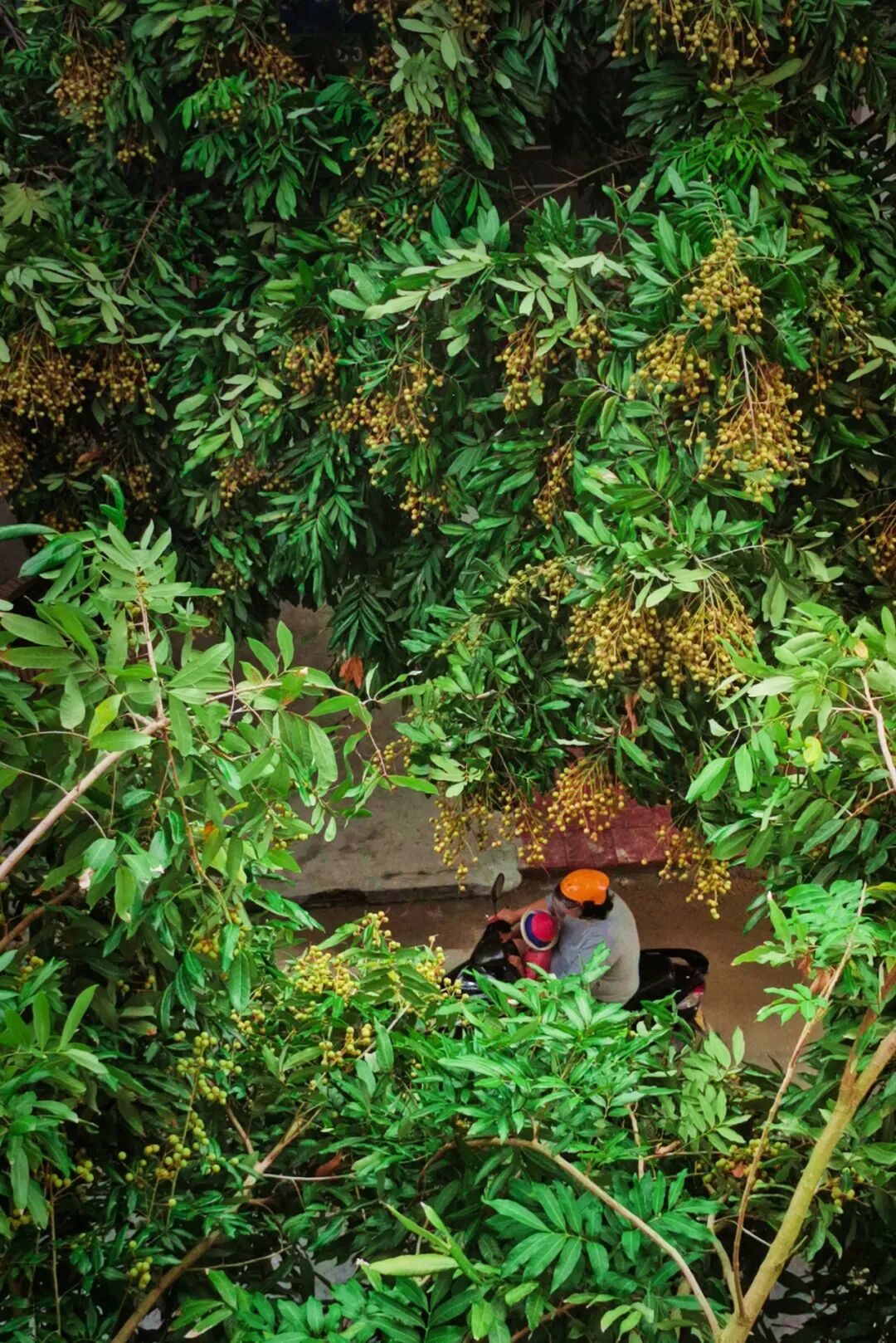 Image related to How China's Lychee Capital Sweetens Half the Nation