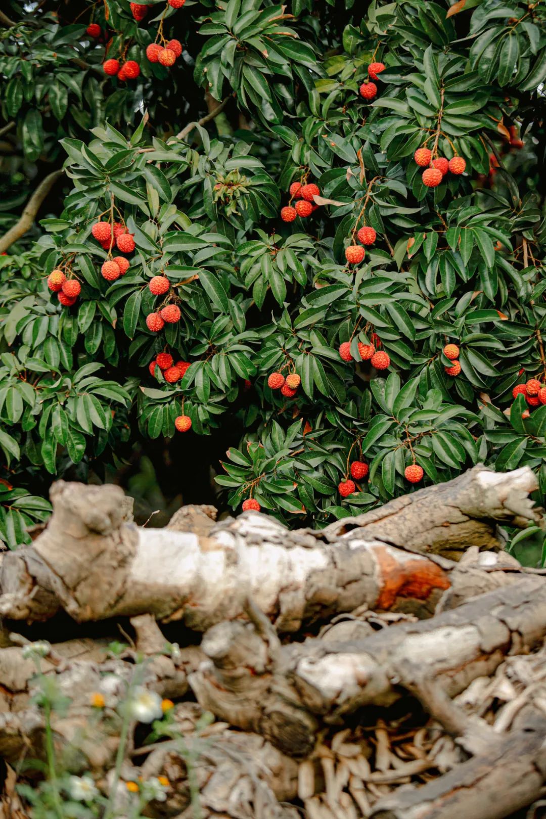 Image related to The Hierarchy of Lychee Consumption in China: Why Does This Province Reign Supreme?