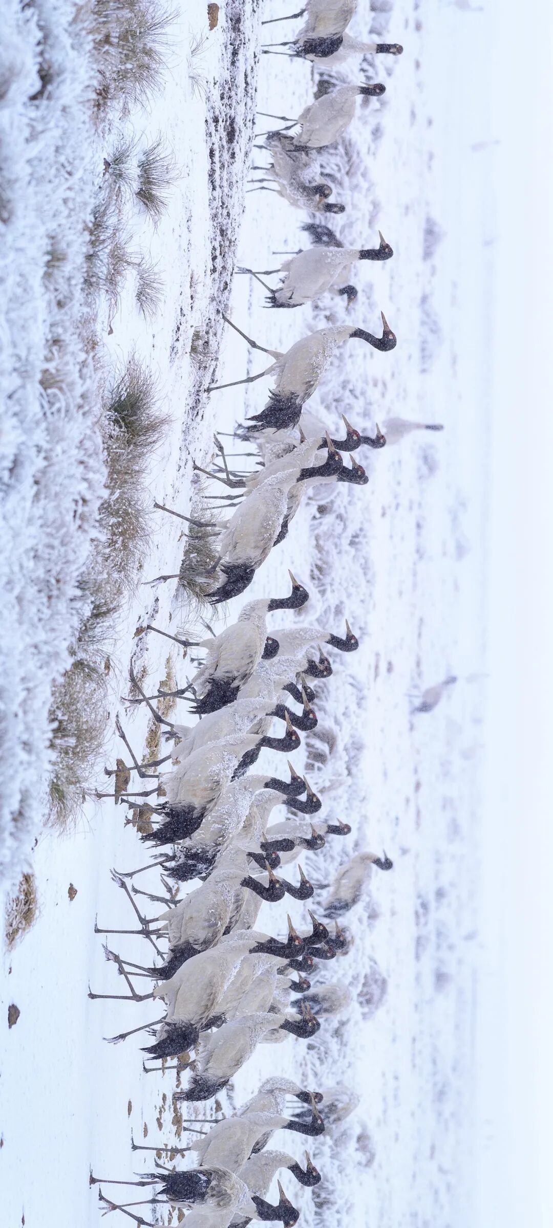 Image related to Green, Green, Green! Tune in to the Mountainous Province's Green Rhapsody!