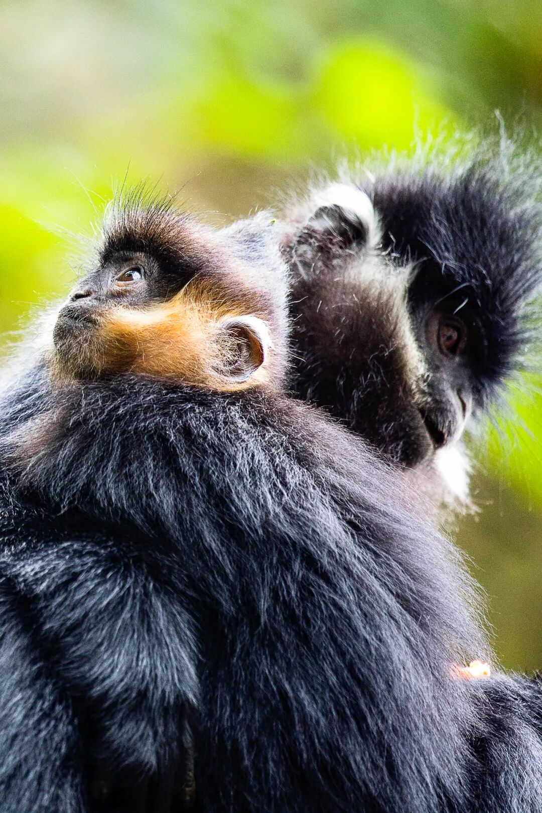 Image related to Green, Green, Green! Tune in to the Mountainous Province's Green Rhapsody!