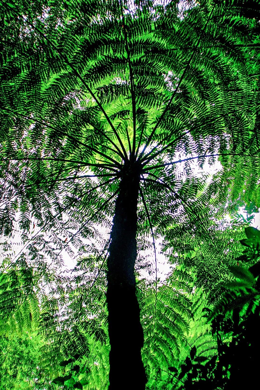 Image related to Green, Green, Green! Tune in to the Mountainous Province's Green Rhapsody!