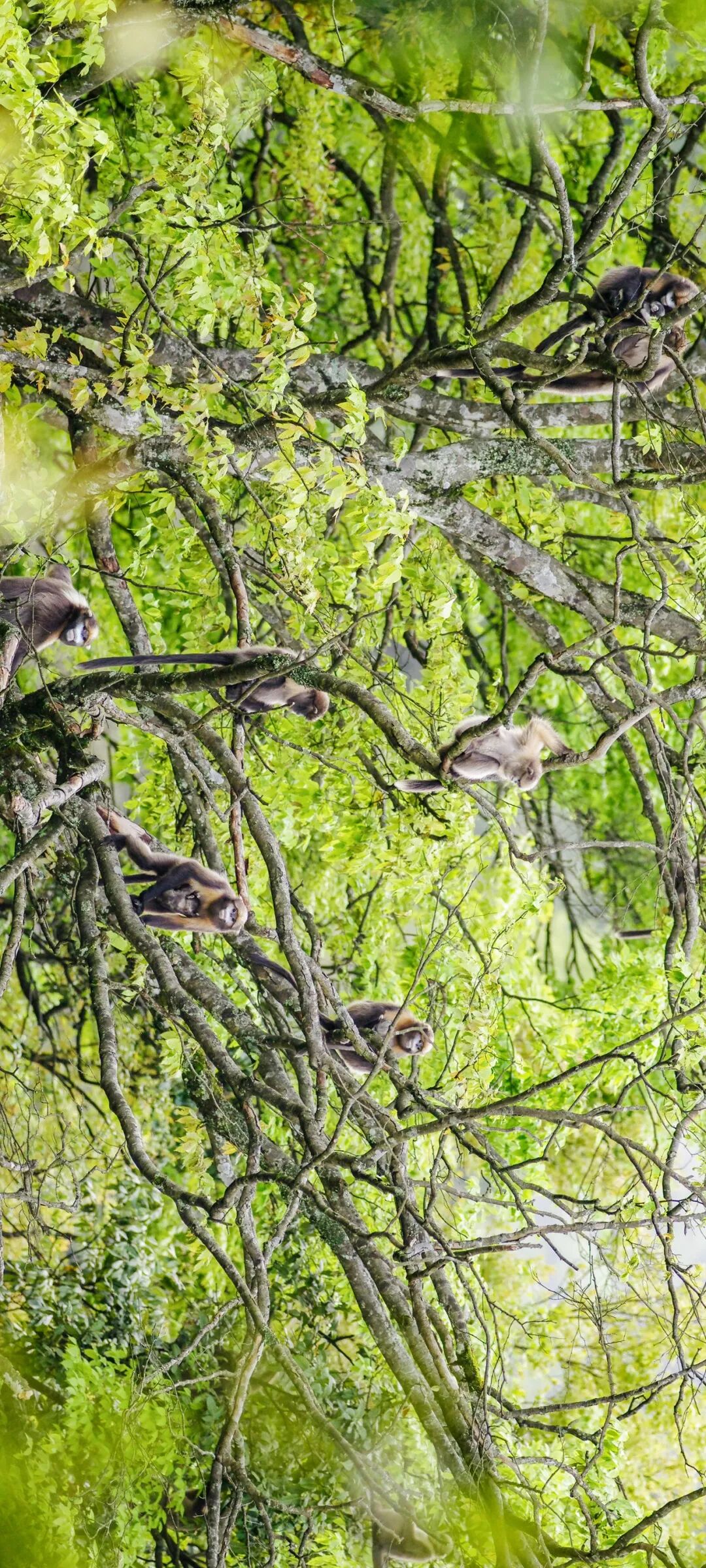 Image related to Green, Green, Green! Tune in to the Mountainous Province's Green Rhapsody!