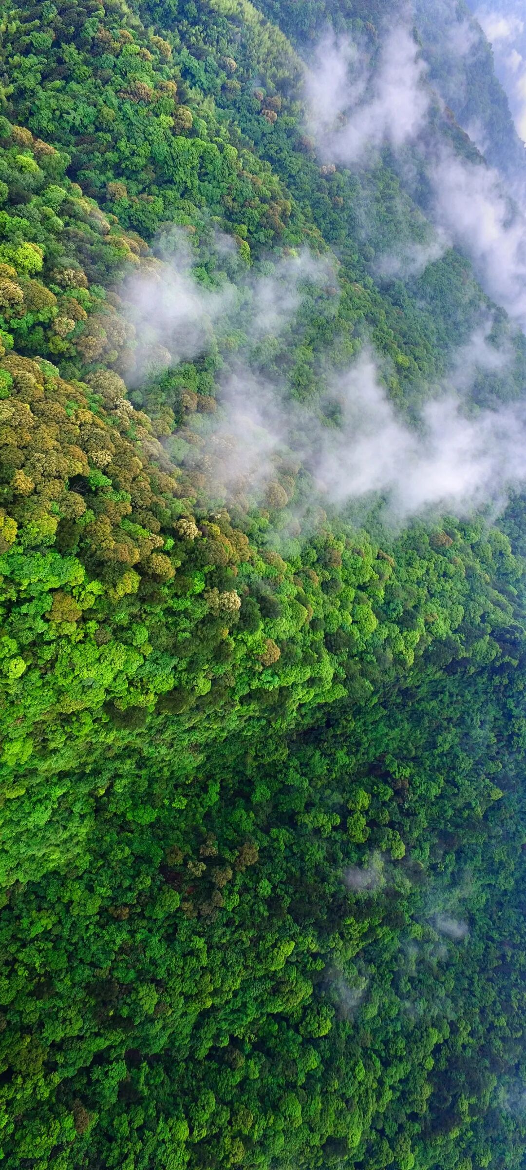 Image related to Green, Green, Green! Tune in to the Mountainous Province's Green Rhapsody!