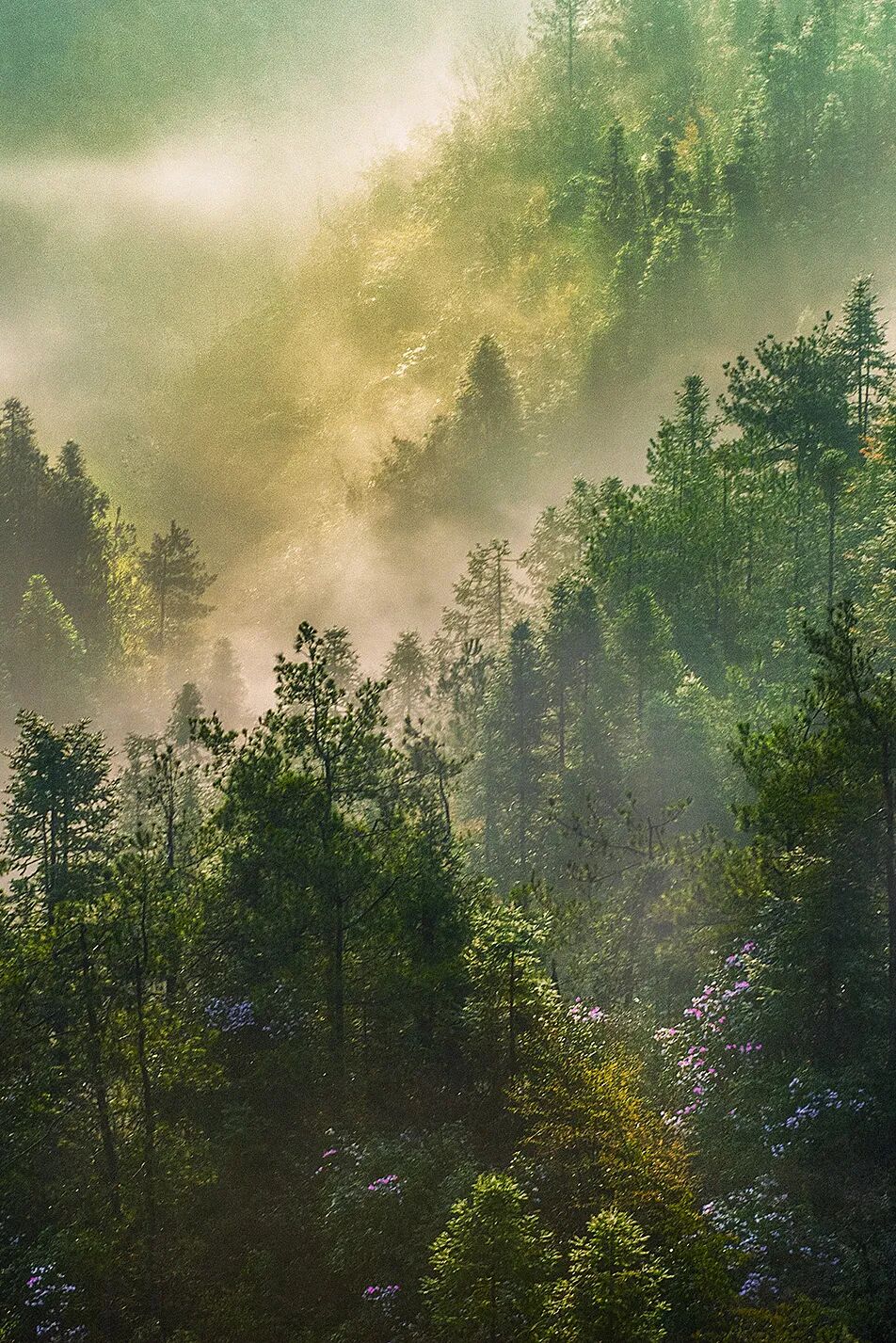 Image related to Green, Green, Green! Tune in to the Mountainous Province's Green Rhapsody!