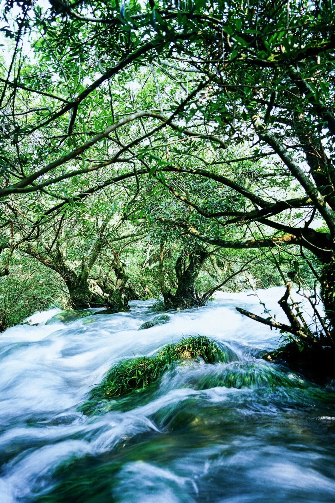 Image related to Green, Green, Green! Tune in to the Mountainous Province's Green Rhapsody!