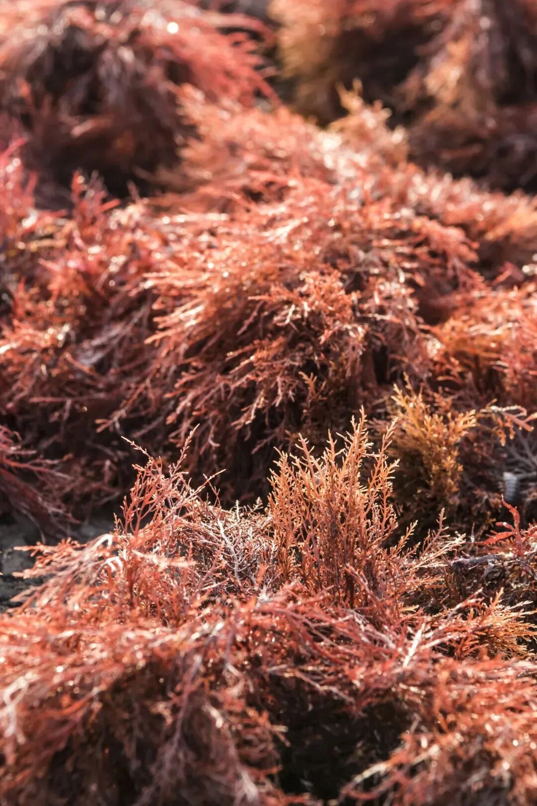 Image related to The Most Overlooked Sweet Soup Province: How Does It Outshine Guangdong in Variety?