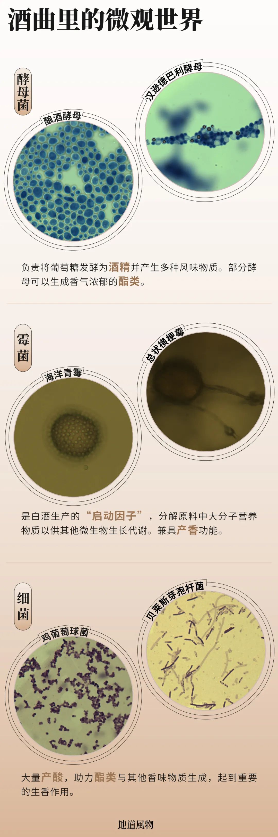Image related to Why Is Guizhou the Global Hub for Premium Fermented Foods?