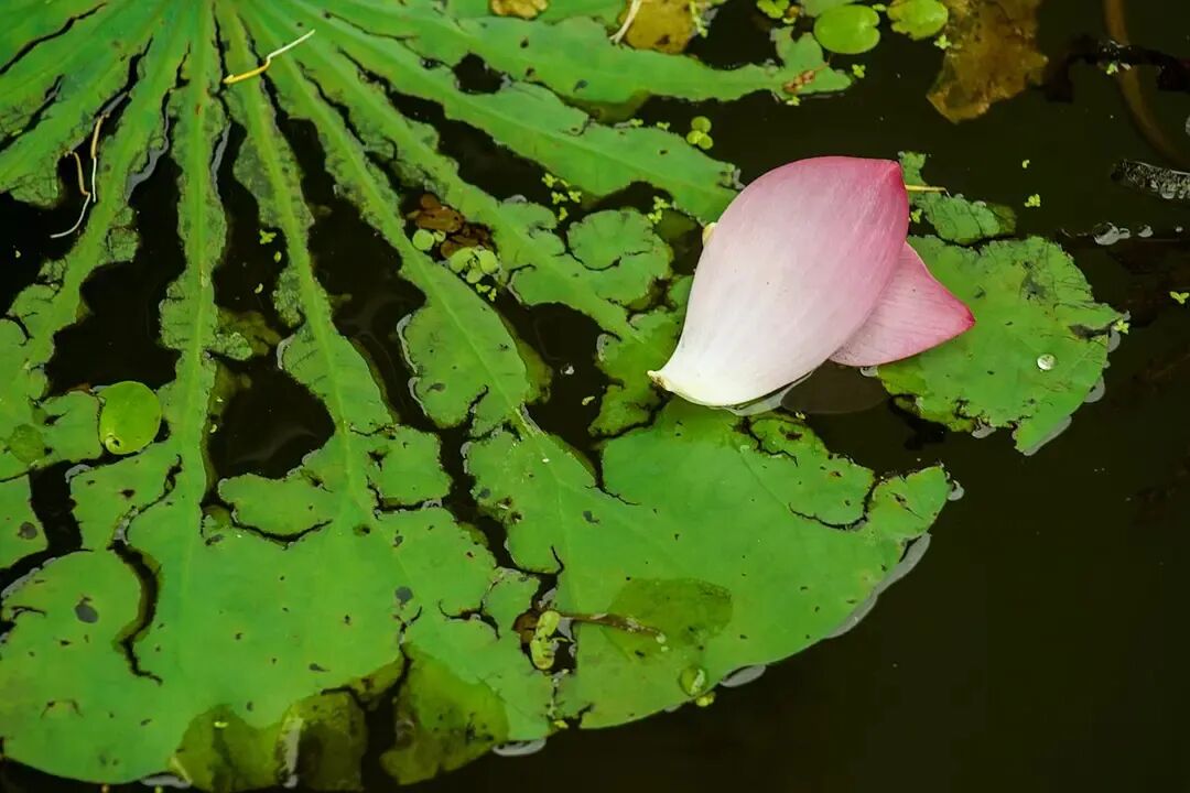 Image related to Why Should West Lake Define the Beauty of China?