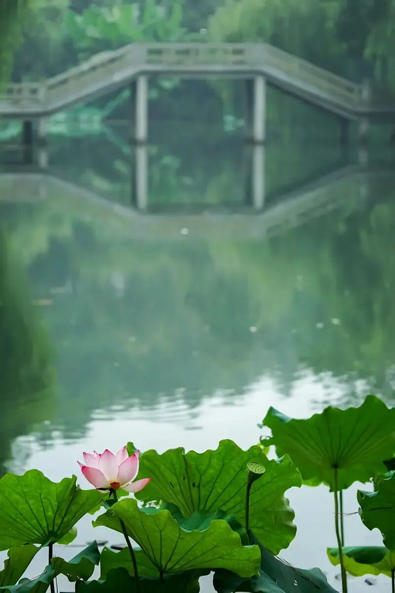Image related to Why Should West Lake Define the Beauty of China?