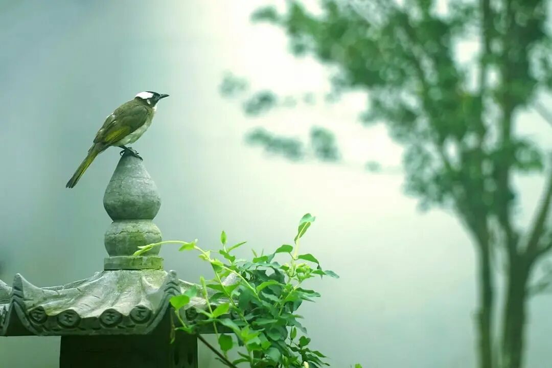 Image related to Why Should West Lake Define the Beauty of China?