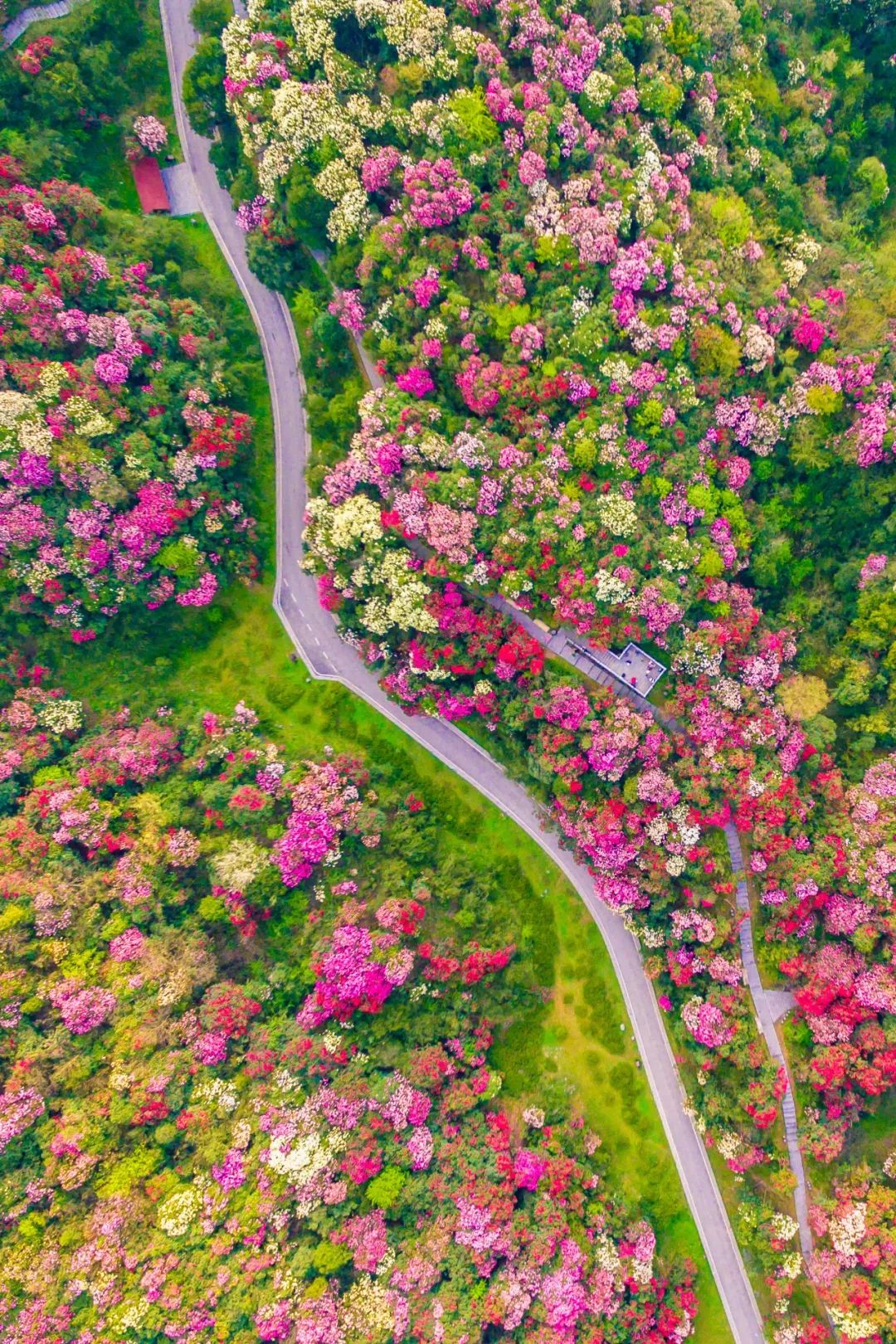 Image related to Guizhou's 1.258 Million Spring Mountains Conceal the Most Magnificent March on Earth