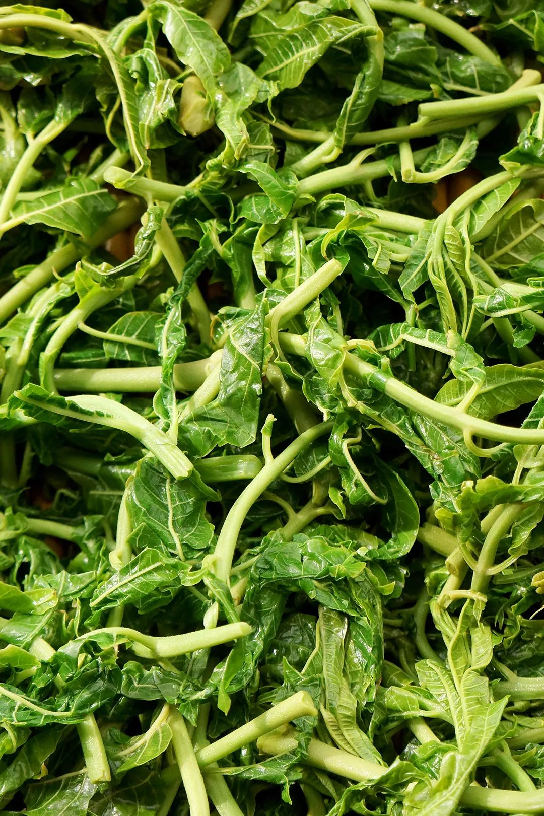 Image related to How Many Herbs, Flowers, Leaves and Roots Are Hidden in Shanxi Noodle Bowls?