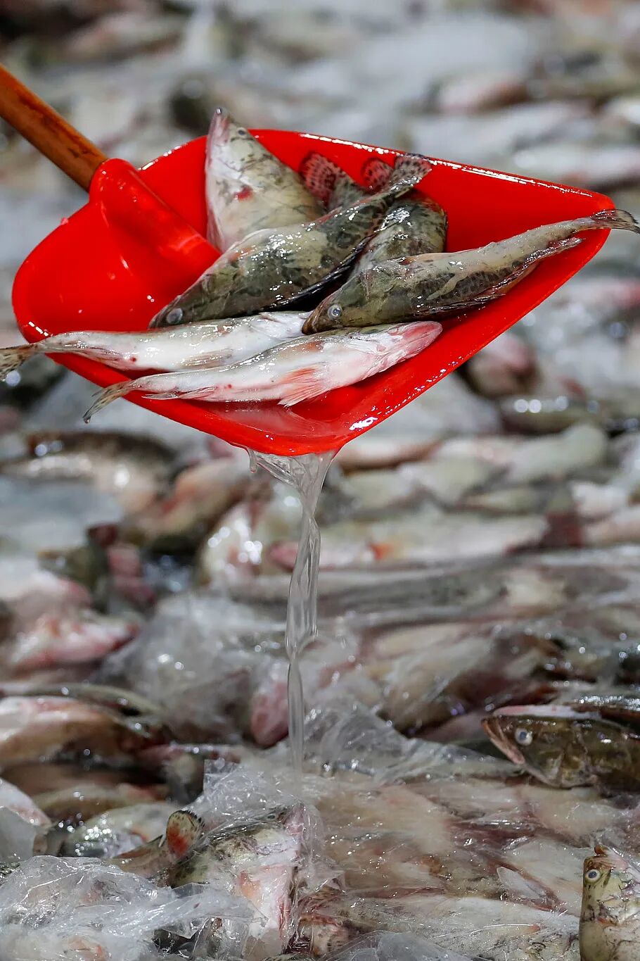 Image related to How Did Stinky Mandarin Fish Become the Icon of Anhui Cuisine?
