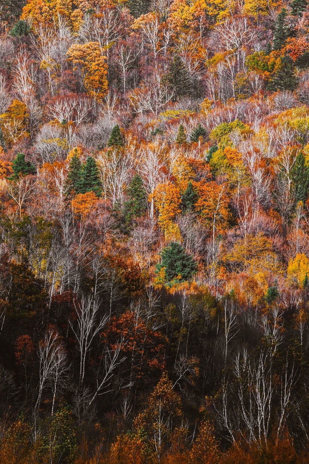 Image related to Top Autumn Getaway Routes for National Day – Still Time to Plan!