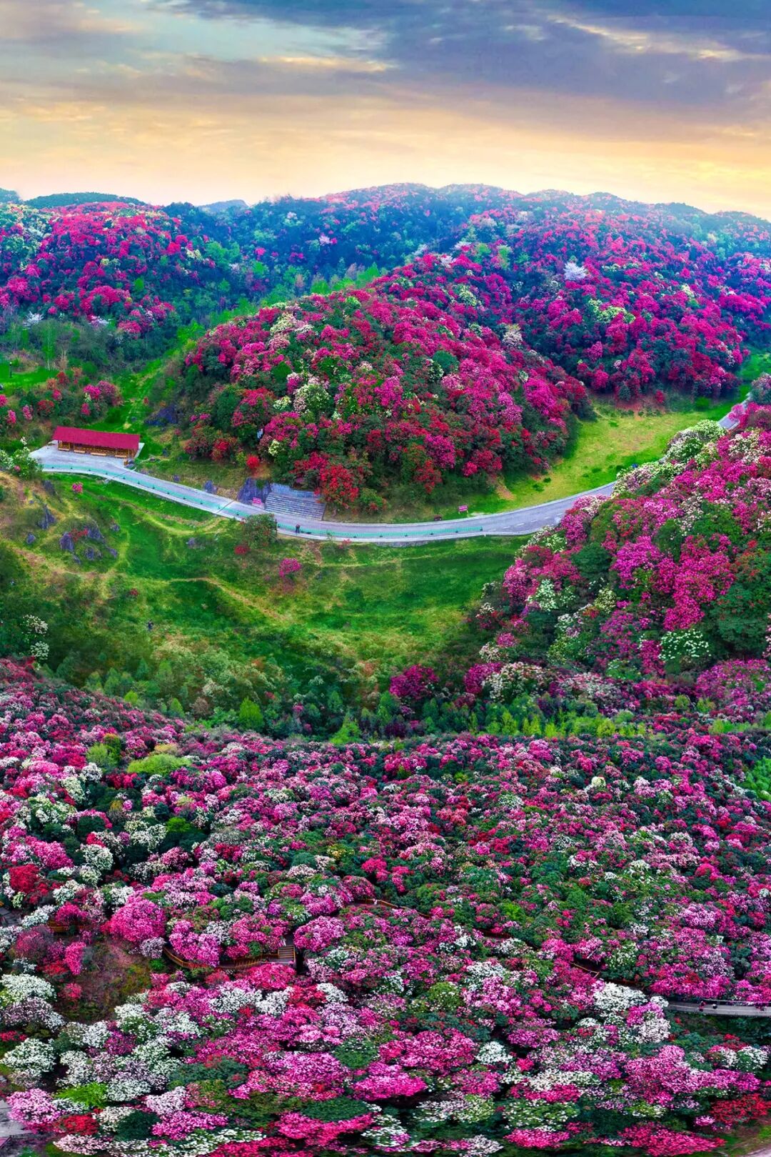 Image related to Guizhou's 1.258 Million Spring Mountains Conceal the Most Magnificent March on Earth