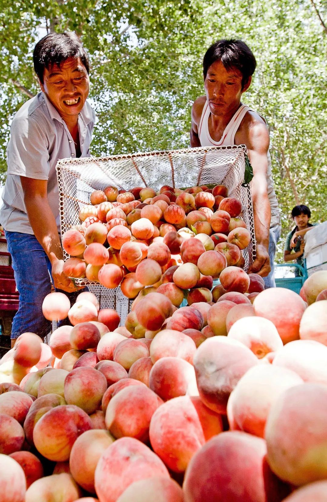 Image related to How Delicious Are Northern Peaches? Southerners Would Never Guess!