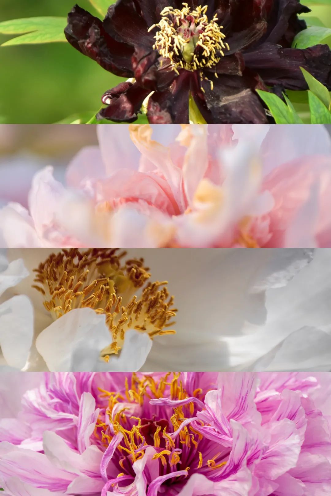 Image related to How Did the Most Henan-like City in Shandong Become the "Center of the Universe"?