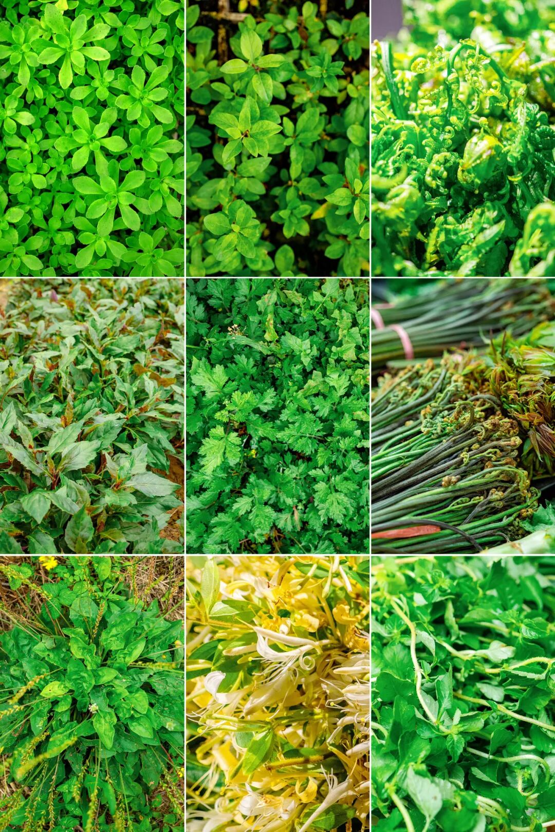 Image related to Stop Assuming Guizhou Cuisine Is All About Fishy Herb and Chili Dip!