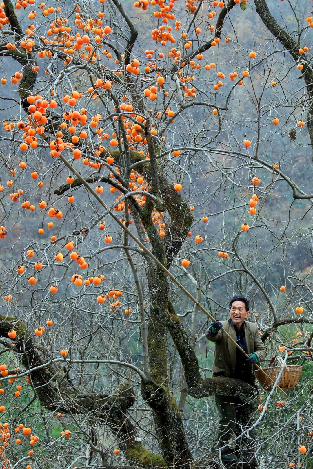 Image related to Autumn's Sweetest Delight: A Journey of Fruitful Bliss Across China