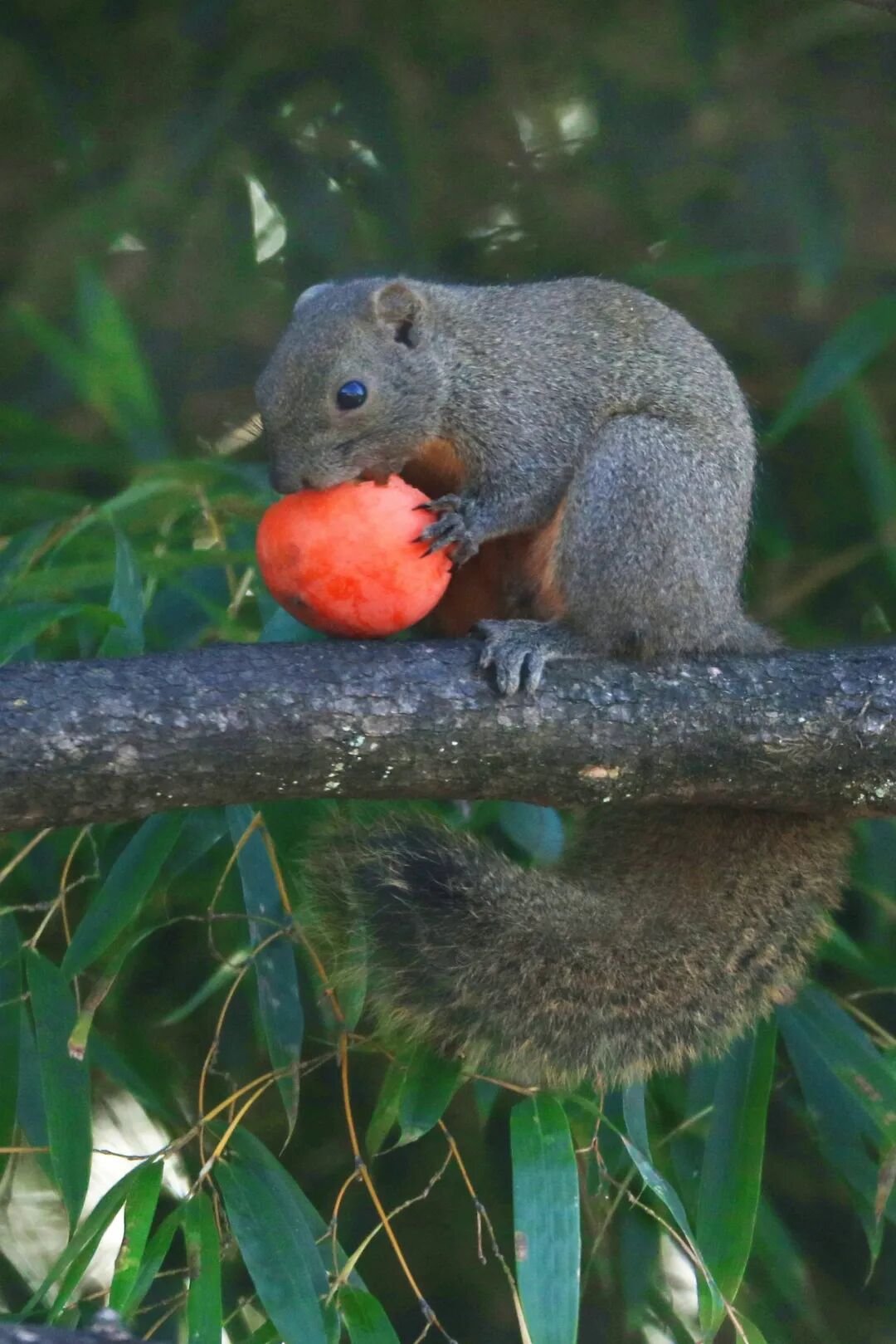Image related to Autumn's Sweetest Delight: A Journey of Fruitful Bliss Across China