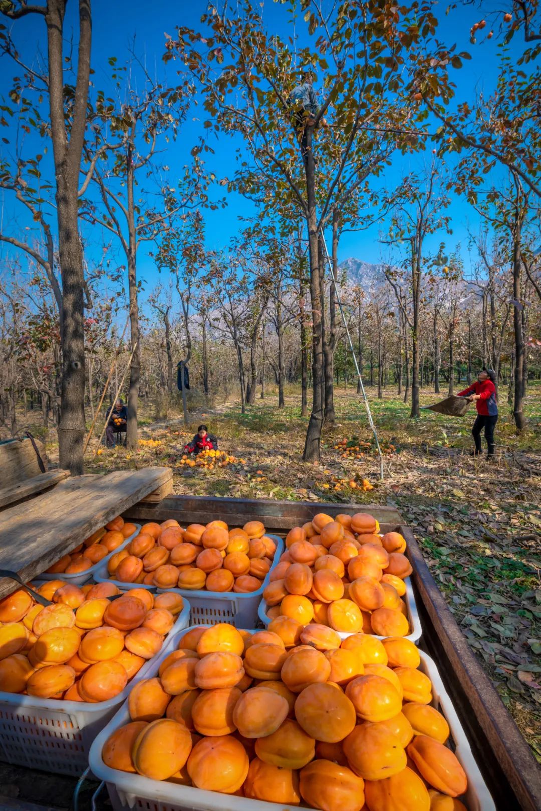 Image related to Autumn's Sweetest Delight: A Journey of Fruitful Bliss Across China