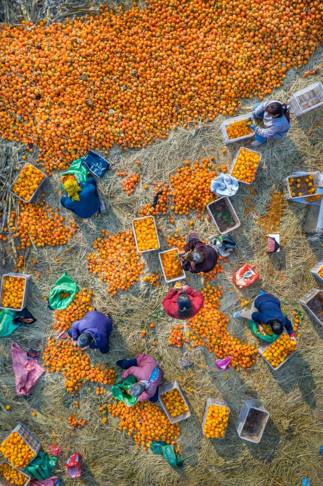 Image related to Autumn's Sweetest Delight: A Journey of Fruitful Bliss Across China