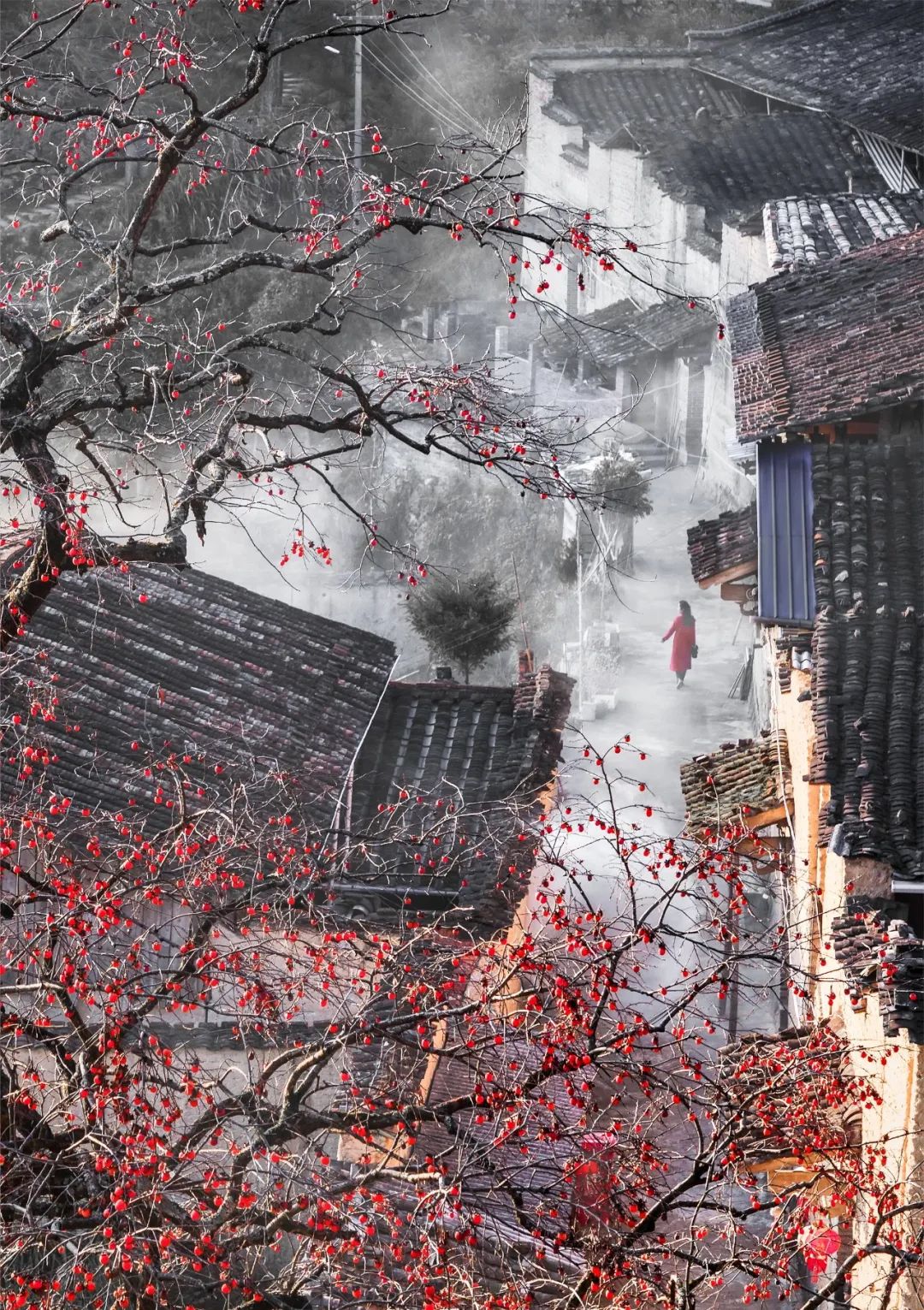 Image related to Autumn's Sweetest Delight: A Journey of Fruitful Bliss Across China