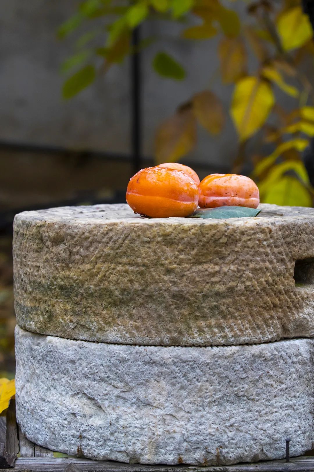 Image related to Autumn's Sweetest Delight: A Journey of Fruitful Bliss Across China
