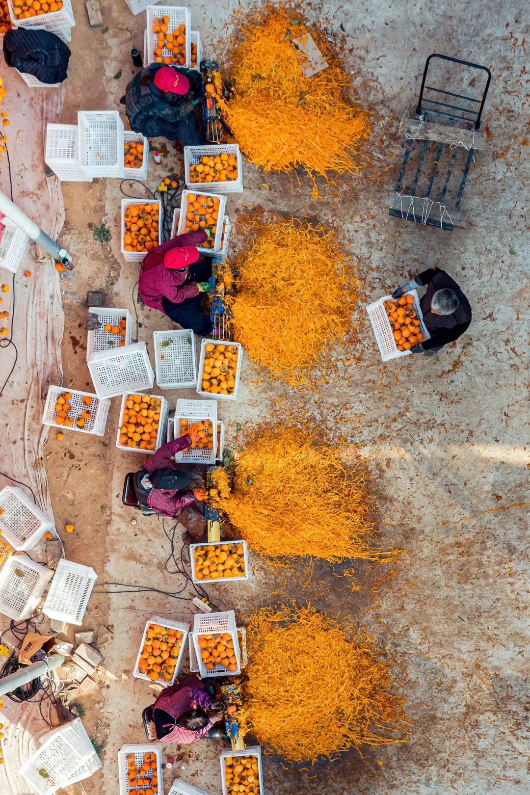 Image related to Autumn's Sweetest Delight: A Journey of Fruitful Bliss Across China