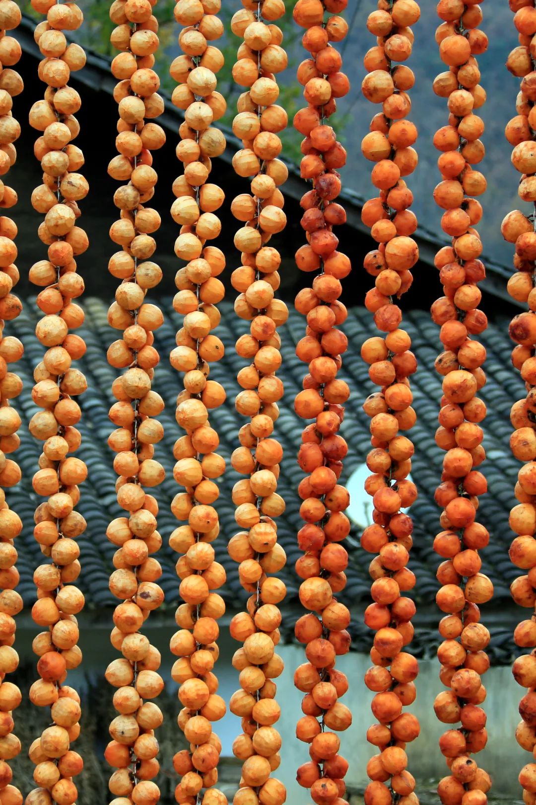 Image related to Autumn's Sweetest Delight: A Journey of Fruitful Bliss Across China