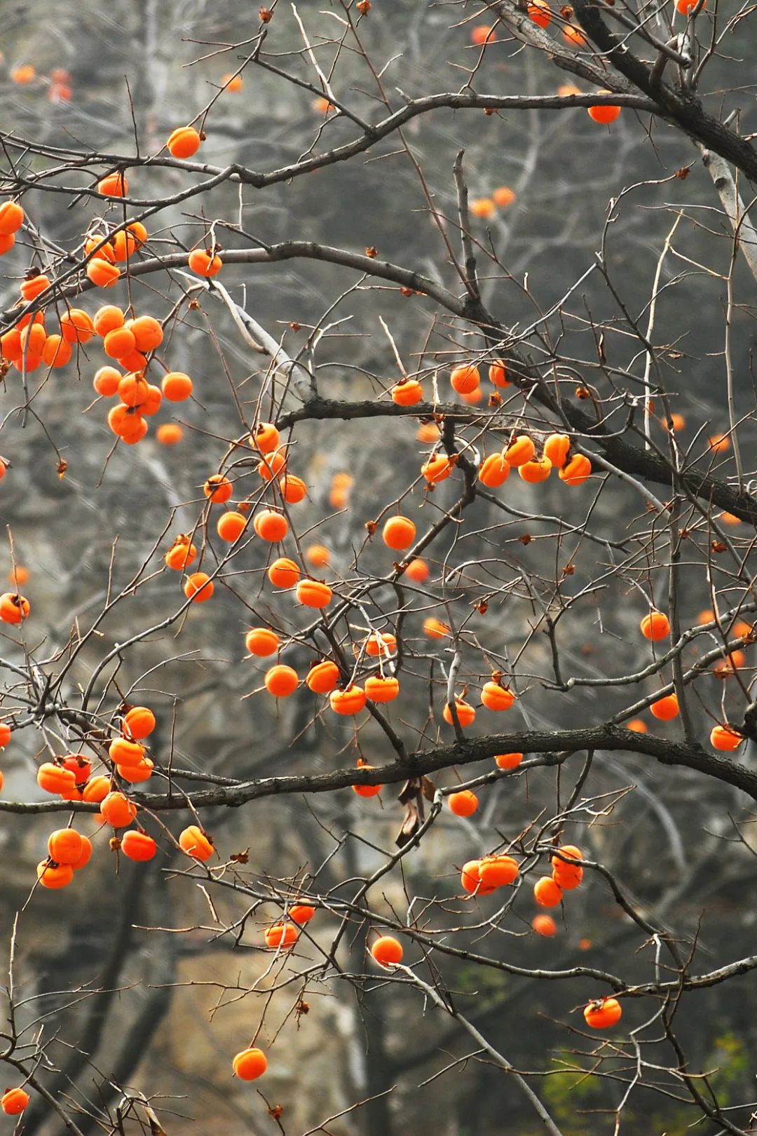 Image related to Autumn's Sweetest Delight: A Journey of Fruitful Bliss Across China