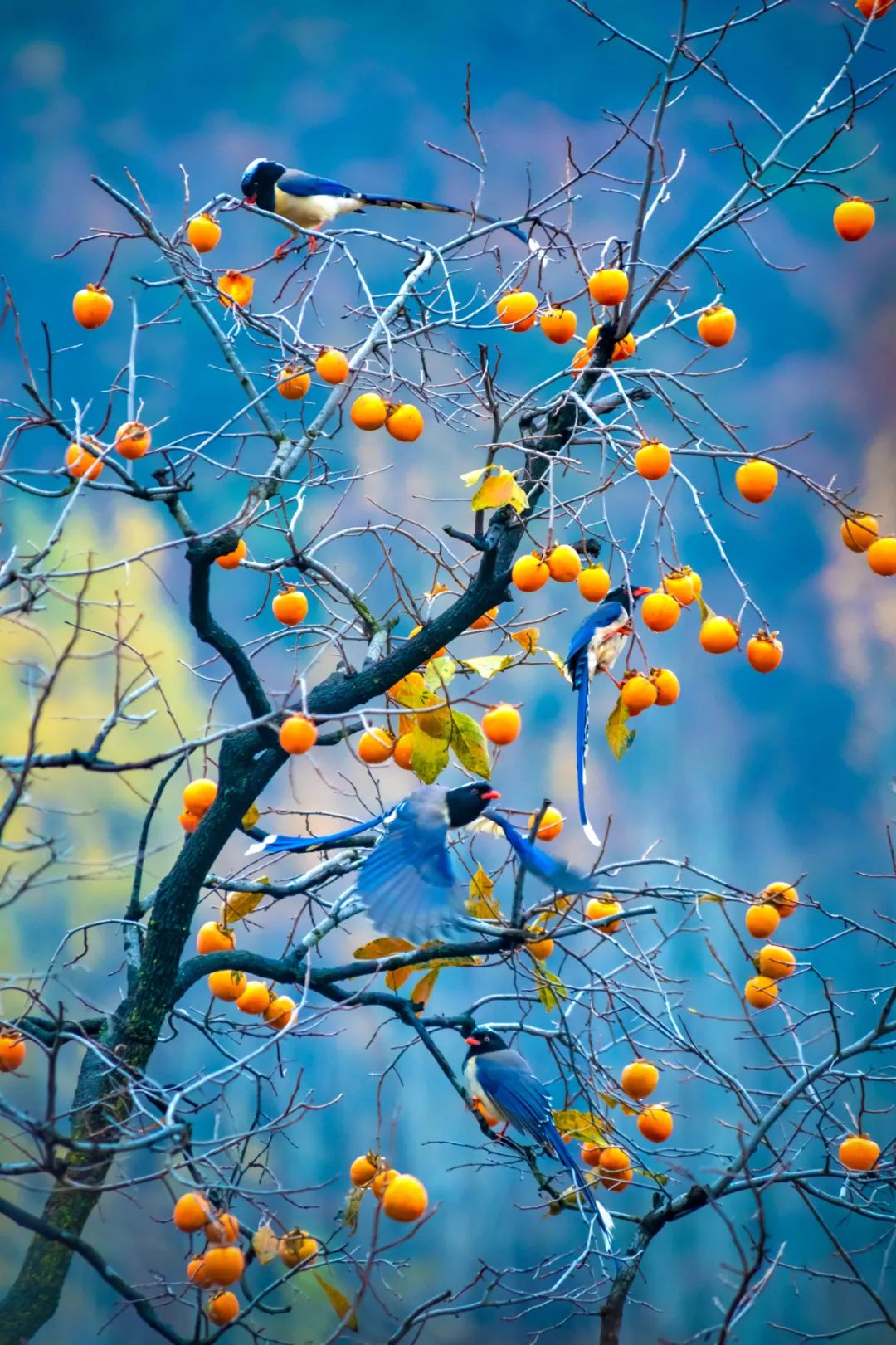 Image related to Autumn's Sweetest Delight: A Journey of Fruitful Bliss Across China