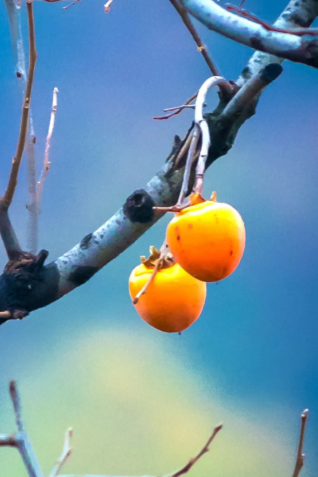 Image related to Autumn's Sweetest Delight: A Journey of Fruitful Bliss Across China