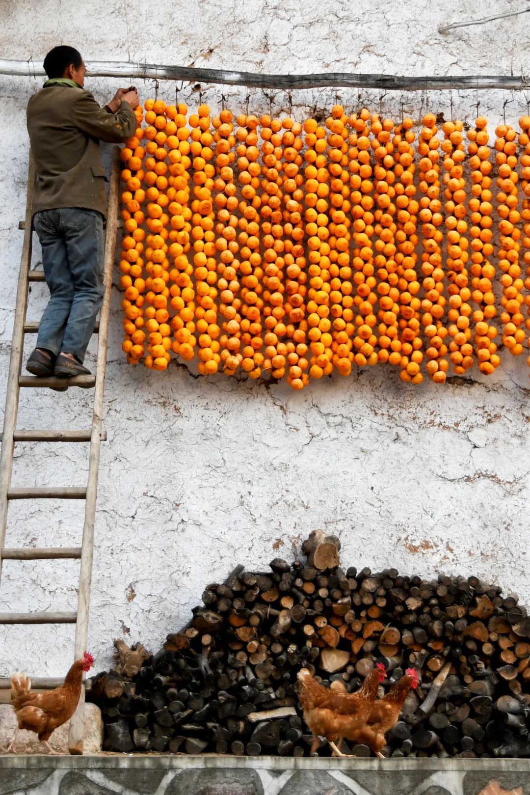 Image related to Autumn's Sweetest Delight: A Journey of Fruitful Bliss Across China