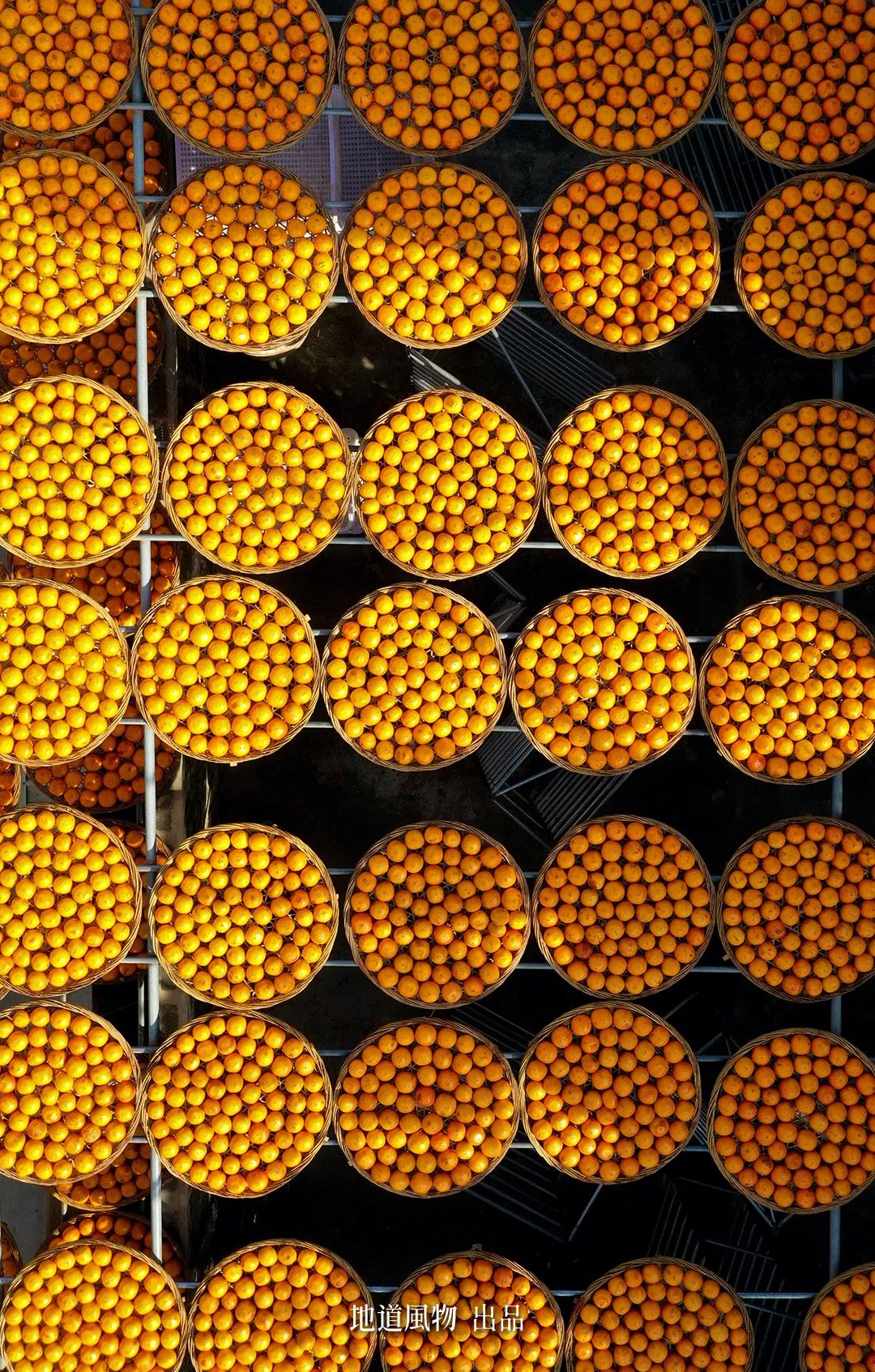 Autumn's Sweetest Delight: A Journey of Fruitful Bliss Across China