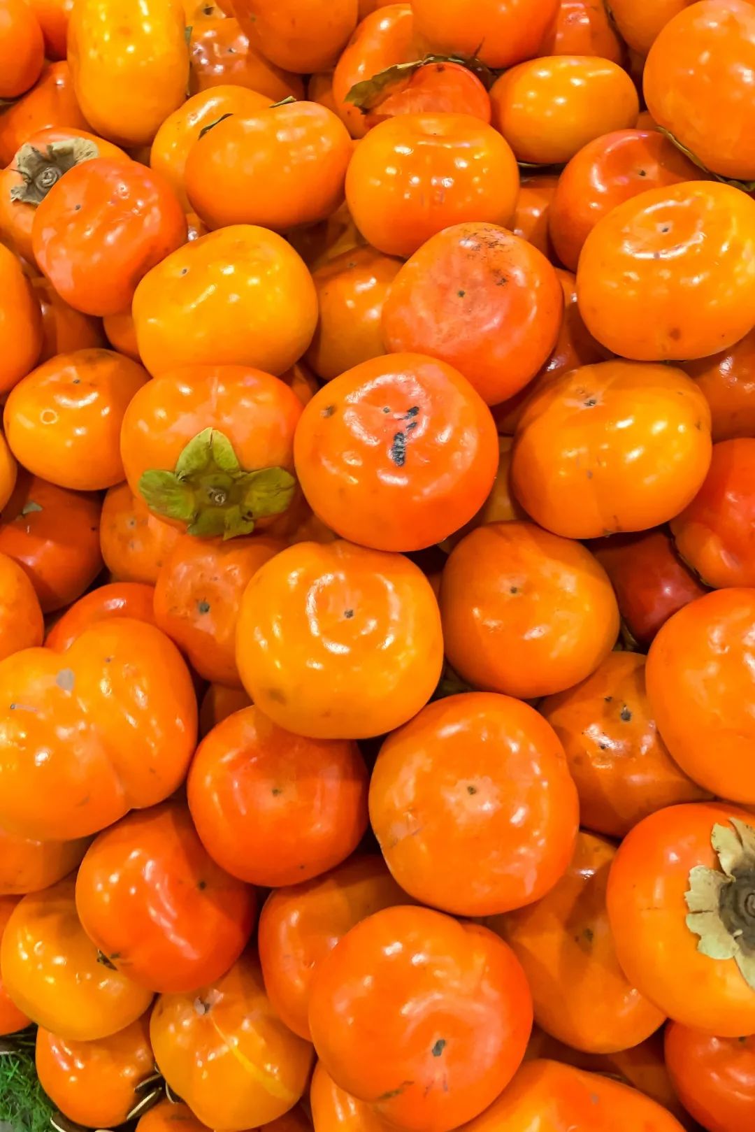 Image related to Autumn's Sweetest Delight: A Journey of Fruitful Bliss Across China